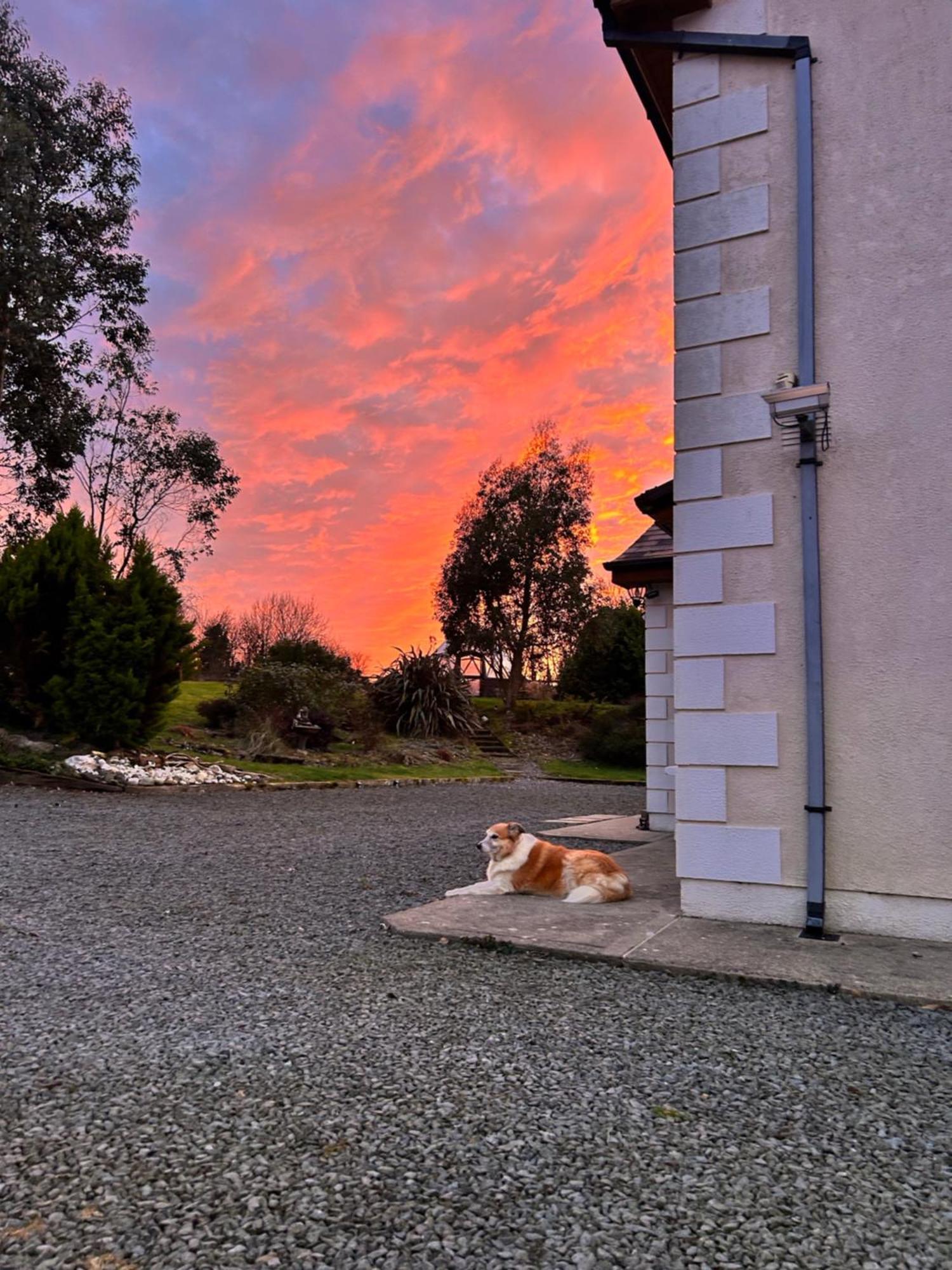 Ramsgrange Tobernaglough Wexford Pet Friendly Country B&B מראה חיצוני תמונה