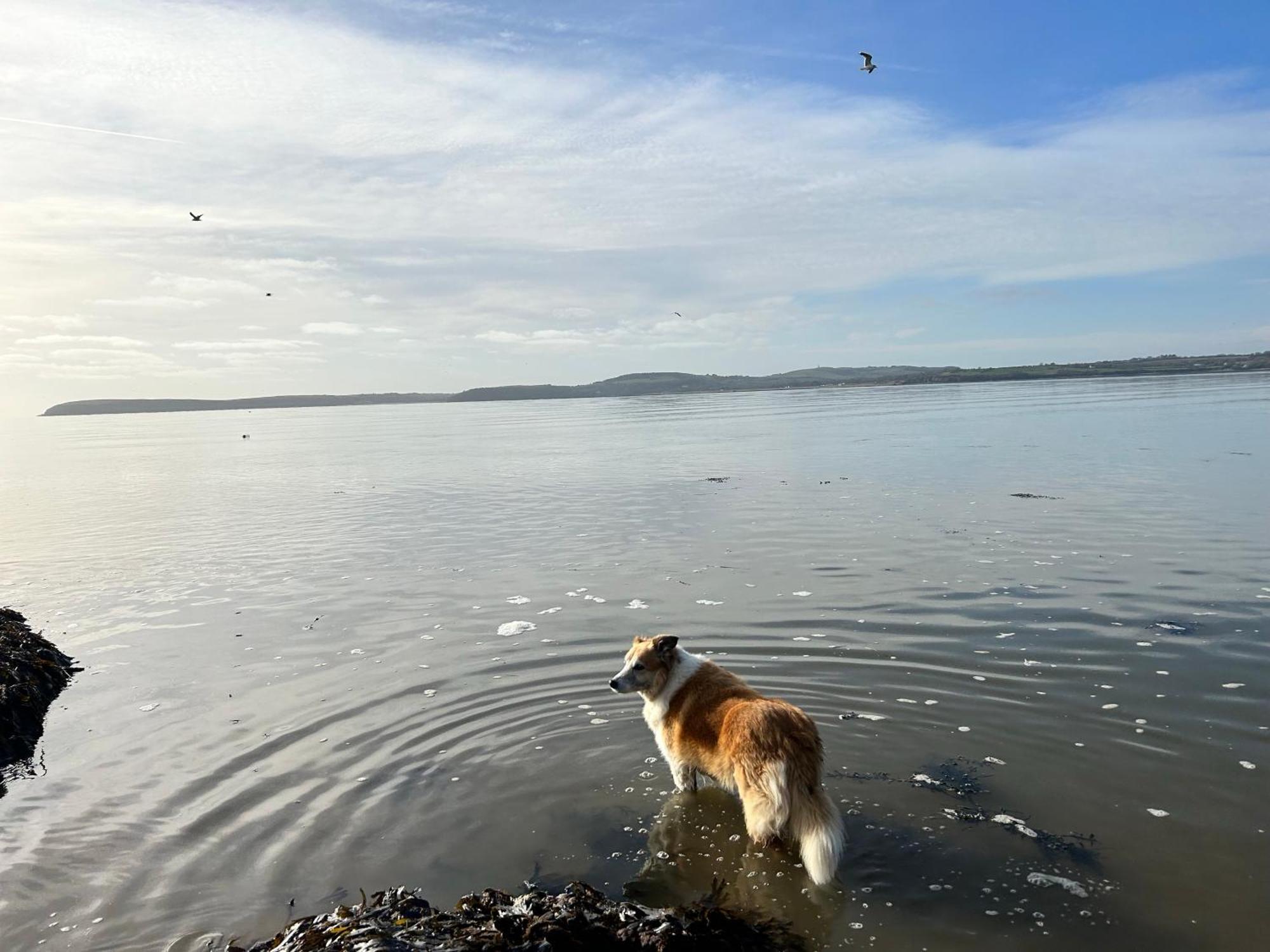 Ramsgrange Tobernaglough Wexford Pet Friendly Country B&B מראה חיצוני תמונה