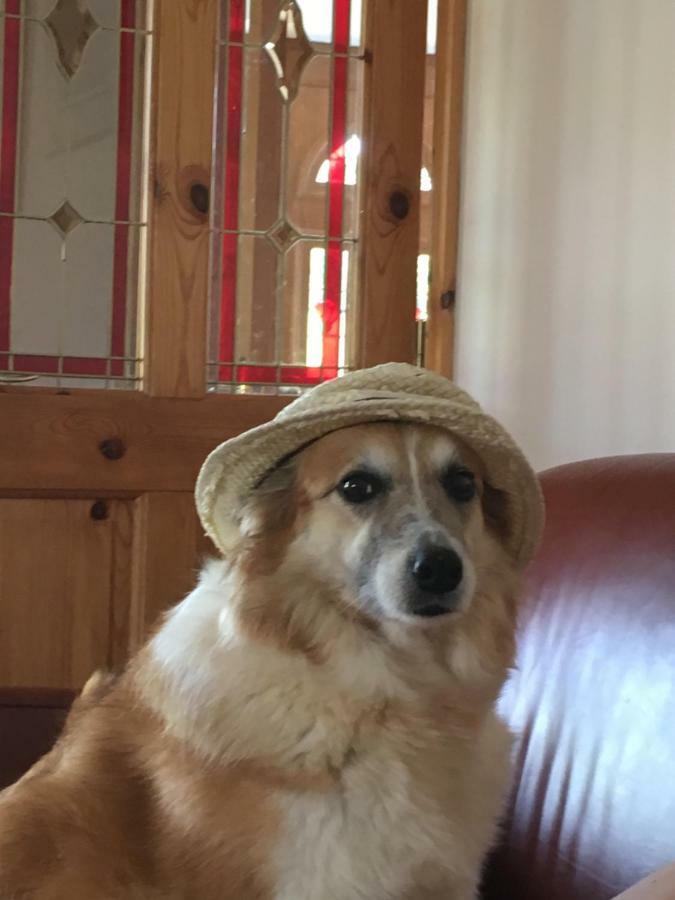 Ramsgrange Tobernaglough Wexford Pet Friendly Country B&B מראה חיצוני תמונה